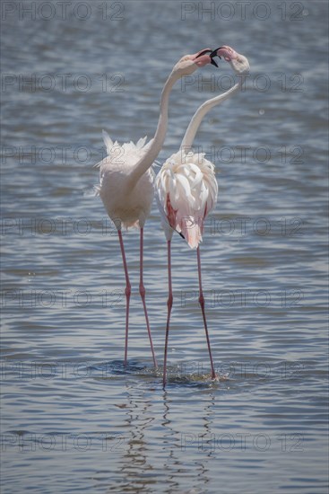 Greater flamingos (Phoenicopterus roseus) standing in shallow water