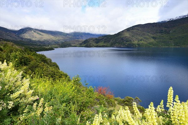 Flowering yellow lupines (Lupinus) on Lago Tranquilo