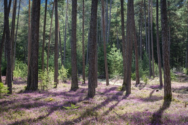 Flowering purple Winter heath (Erica carnea) as ground cover in the light forest