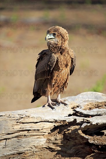 Bateleur (Terathopius ecaudatus)