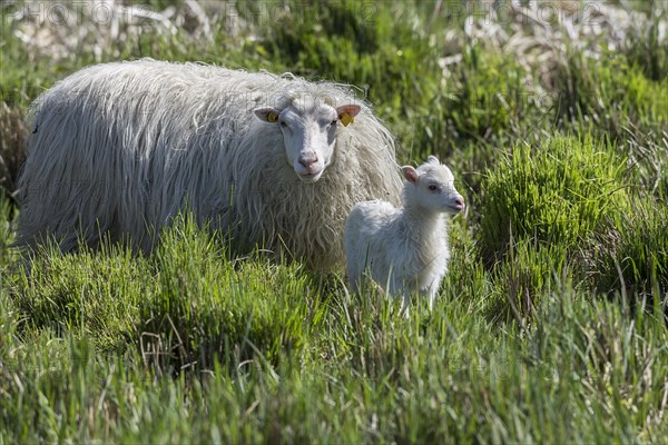 White Polled Heath sheep (Ovis aries) with her newborn in dense grass