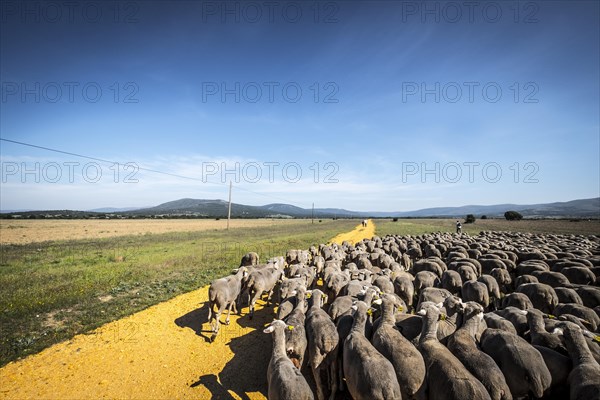 Sheep flock during transhumance through the region of Soria