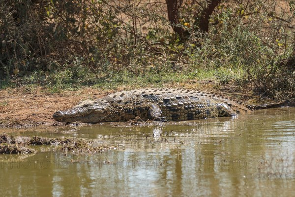 Nile crocodile (Crocodylus niloticus) lying on the riverbank