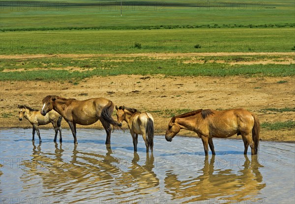 A herd of horses (Equus) seeks cooling in a pond