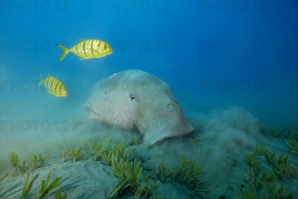 Dugong (Dugong dugon) eating sea grass