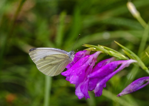 Green-veined white (Pieris napi) on blossom of Marsh gladiolus (Gladiolus palustris)