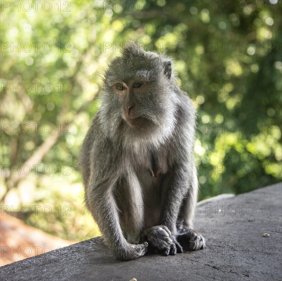 Crab-eating macaque (Macaca fascicularis)