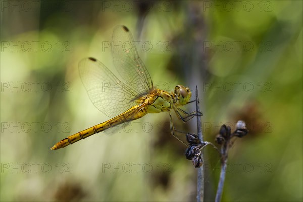 Southern Darter (Sympetrum meridionale)