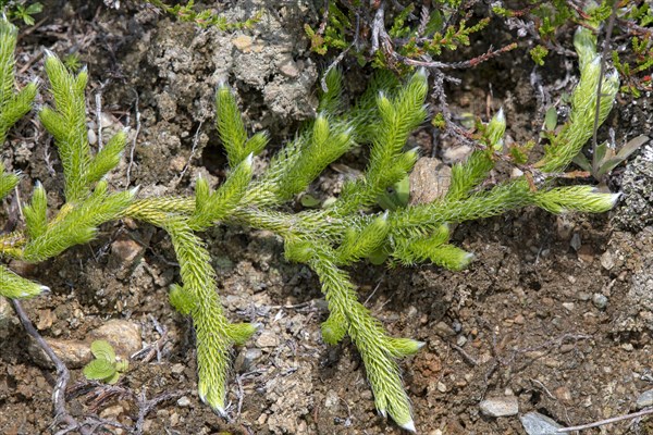 Lycopodium squarrosum (Lycopodium clavatum)