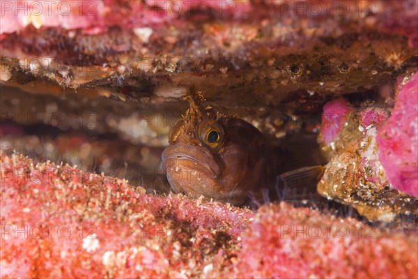 Yarrell's Blenny (Chirolophis ascanii) hiding in the crevice of the reef