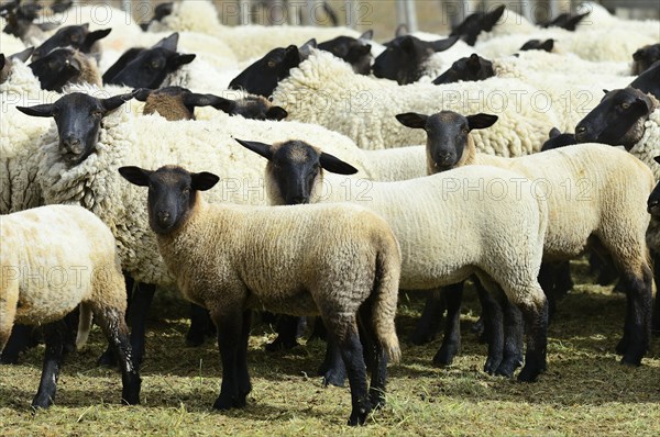 Blackhead sheep