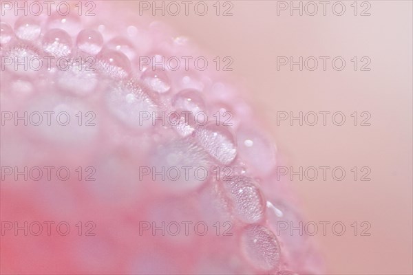 Dew on a pink rose (Rosa)