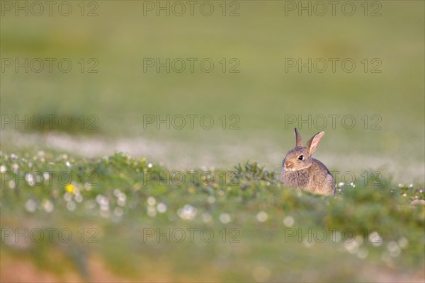 Young European rabbit (Oryctolagus cuniculus)