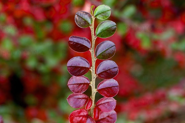 Red leaves of Rockspray Cotoneaster (Cotoneaster horizontalis) in autumn