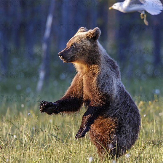 Brown bear (Ursus arctos)