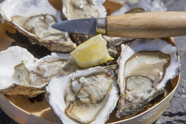 Tray with oysters