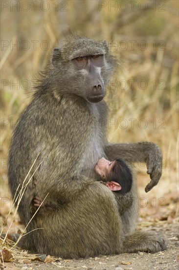 Chacma Baboon (Papio ursinus)