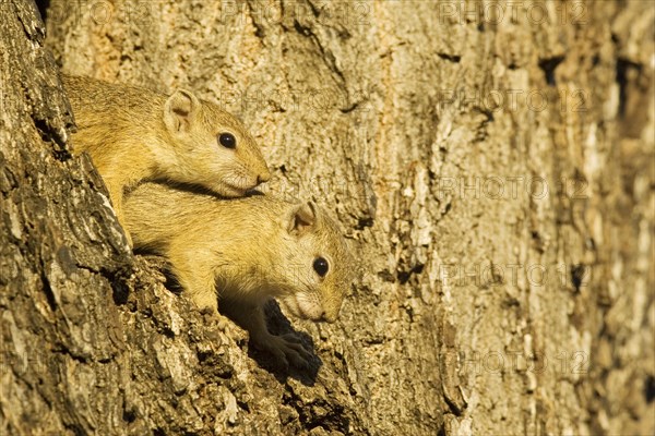 Tree Squirrel (Paraxerus cepapi)