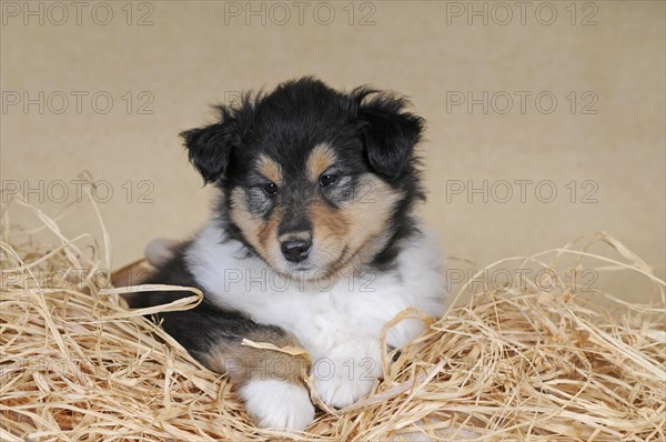 Collie Longhair