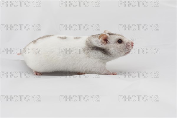 Syrian hamster (Mesocricetus auratus)