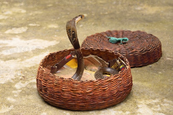 Indian cobra (Naja naja)