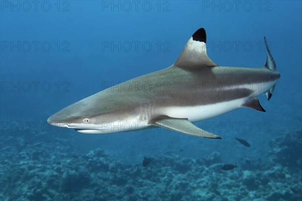 Blacktip reef shark (Carcharhinus melanopterus)