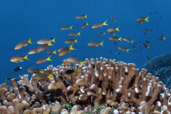 Swarm of Yellow-tailed Flagfishes (Pseudanthias olivaceus) swim across Pocillopora verrucosa (Pocillopora verrucosa)