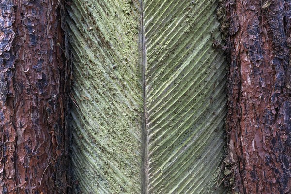 Pine (Pinus) with resin extraction until 1990