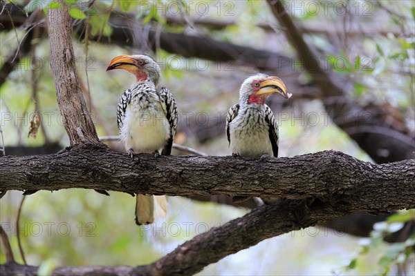 Southern Yellow-billed Hornbill (Tockus leucomelas)