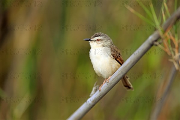 Tawny-flanked prinia (Prinia subflava)