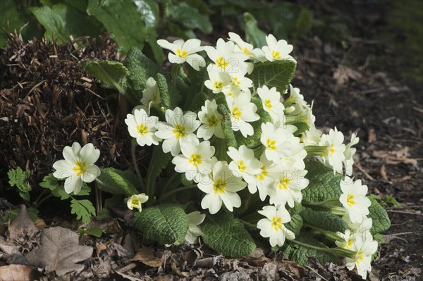 Primrose (Primula vulgaris)