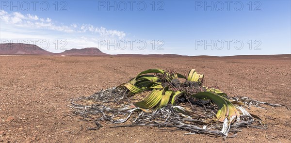 Welwitschia or (Welwitschia mirabilis) in wide desert landscape