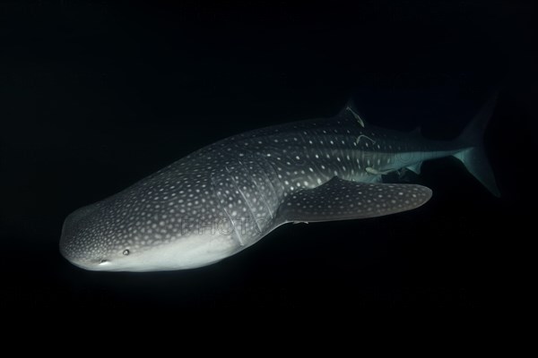 Whale Shark (Rhincodon typus) swims in the night
