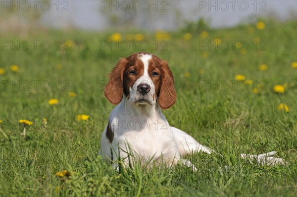 Irish Red and White Setter