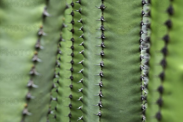 Candelabra tree (Euphorbia candelabrum)