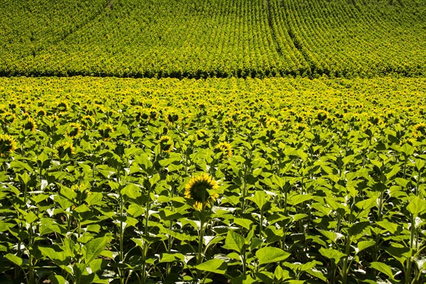 Field of sunflowers