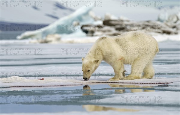 Polar bear (Ursus maritimus)