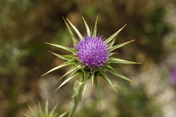 Flower of Carduus marianus (Silybum marianum)