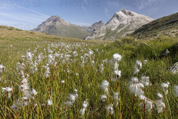 Woolgrass (Eriophorum scheuchzeri) at Lej Pitschen