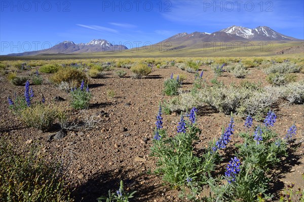 Landscape with Andean lupines (Lupinus mutabilis cruckshanksii)