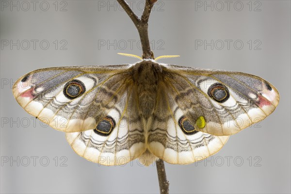 Small emperor moth (Saturnia pavonia)