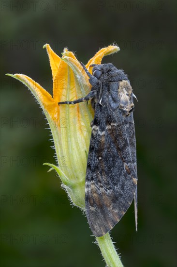 Death's head hawkmoth (Acherontia atropos)