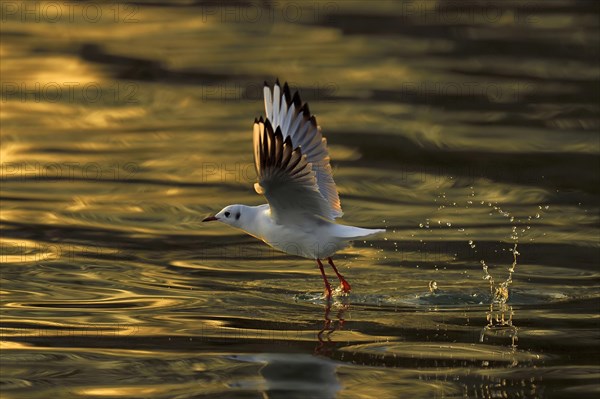 Black-headed gull (Larus ridibundus) taking flight from water