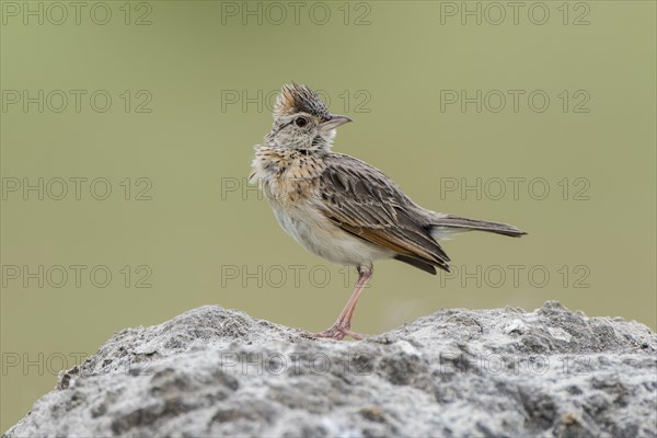 Rufous-naped lark (Mirafra africana) sits on a stone