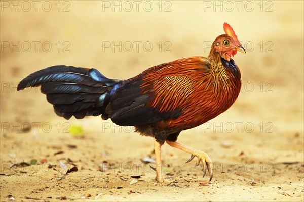 Sri Lankan junglefowl (Gallus lafayetii)