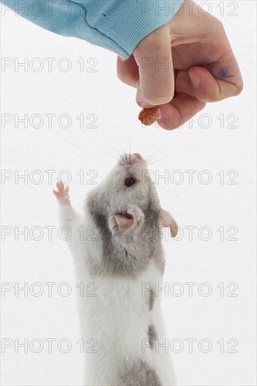 Syrian hamster (Mesocricetus auratus)