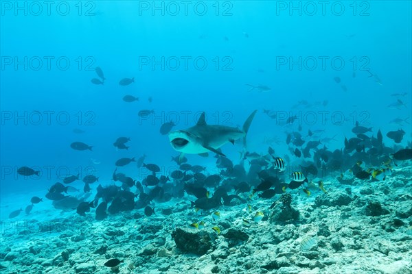 Tiger Shark (Galeocerdo cuvier) eating tuna
