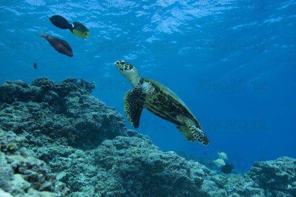 Hawksbill sea turtle (Eretmochelys imbricata) swims near coral reef in the blue water