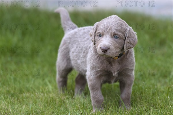 Longhair Weimaraner