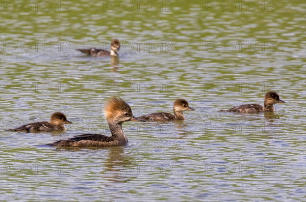 Female hooded mergansers (Lophodytes cucullatus) with ducklings